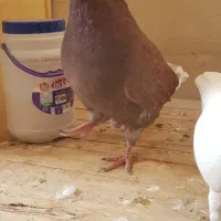 کبوترنر زرد دم سرور کاکلی چاقچول،نروماده کینگشاهی|پرنده|قم, باجک یک|دیوار