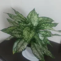 گلدان آگلونما نصف قیمت