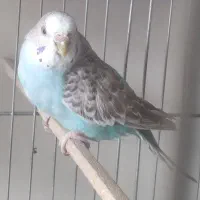 مرغ عشق|پرنده|تهران, سنائی|دیوار