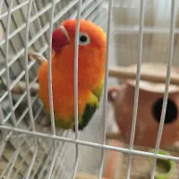 اوپلاین گرین جفت