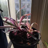 گل طبیعی دیفن باخیا|گل و گیاه طبیعی|تهران, یوسف‌آباد|دیوار