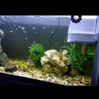 آکواریوم شرکتی ماهیران با تمامی وسایل|ماهی|کرمانشاه, |دیوار