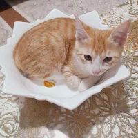 پسربچه گربهی ۳ ماهه