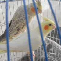 عروس هلندی فردیس|پرنده|فردیس, سرحدی|دیوار