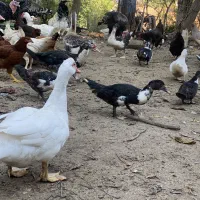 اردک اسراییلی|حیوانات مزرعه|رشت, حومه رشت|دیوار