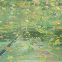 ماهی|ماهی|مشهد, امین آباد|دیوار