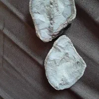 سنگ فسیلی وعقیق