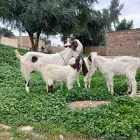 فروش تعدادی بز گلابی  سالم سروحال گوش بلند اصلی