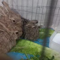 بچه خرگوش