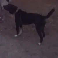 حمایت از حیوانات مناسب نگهبانی آدمی سفت|سگ|داران, |دیوار