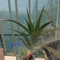 فروش گلدان های کاکتوس|گل و گیاه طبیعی|کرج, برغان|دیوار