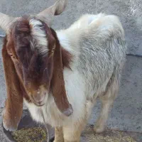 بز تکه نر|حیوانات مزرعه|اردبیل, |دیوار