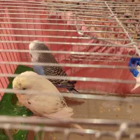 مرغ عشق|پرنده|رشت, لاکان|دیوار