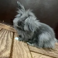 خرگوش لپی
