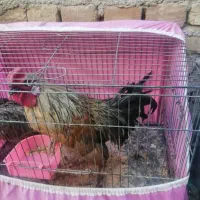 خروس ومرغ مینیاتوری|پرنده|سبزوار, کهنه آب|دیوار