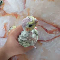 جوجه طوطی عروس هلندی