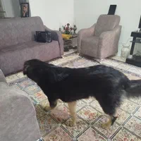 واگذاری سگ بومی به صورت رایگان|سگ|تربتحیدریه, شهرک ولیعصر|دیوار