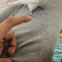 مرغ عشق انگلیسی|پرنده|محمودآباد, |دیوار