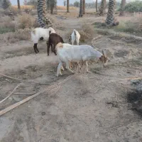 2عدد نری 3عدد بز|حیوانات مزرعه|میناب, |دیوار