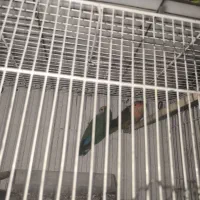 جفت طوطی برزیلی|پرنده|کازرون, |دیوار