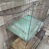 کفتر قفس کفتر قفس بزرگ پنج قفس مرغ عشق فنج|لوازم جانبی حیوانات|تهران, شهرک ولیعصر شمالی|دیوار