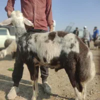 بره قوچ بروجردی اصل|حیوانات مزرعه|سیمین شهر, |دیوار