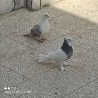 سلام یک عدد پشتی هفت رنگ و یک طوقی