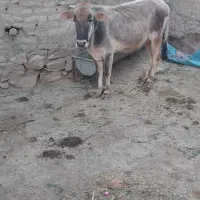 گاو وگوساله