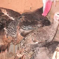 بوقلمون|حیوانات مزرعه|تکاب, |دیوار