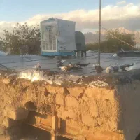 کبوتر دم سفید خوشگل