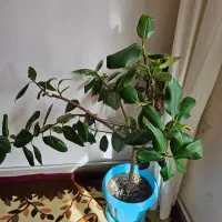 انواع گل|گل و گیاه طبیعی|تبریز, |دیوار