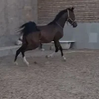 نریان عرب خالص