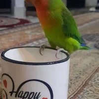 طوطی برزیلی همراه با قفس