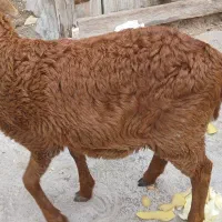 فروش بزغاله 4 ماهه خوش رنگ قیمت مناسب