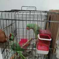 شاه طوطی مولد سخنگو|پرنده|سبزوار, کهنه آب|دیوار