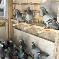 ۲۰تا پلاکی