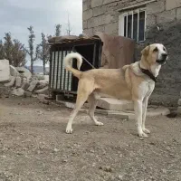 پژدر نر سه ساله