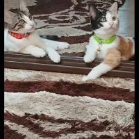 واگذاری دو عدد گربه ماده خواهرن