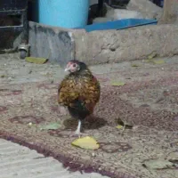 مرغ و خروس سبرایت ژاپنی|حیوانات مزرعه|پاکدشت, پاکدشت (مامازند)|دیوار