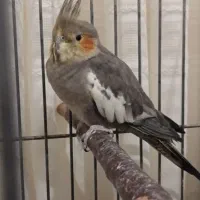 عروس هلندی ماده سرحال تپل