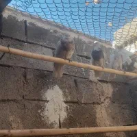 طوق|پرنده|فردوس (خراسان), |دیوار