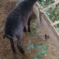 فروش۲عددگوسفندماده