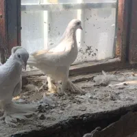 کبوتر رنگی|پرنده|بستان آباد, |دیوار