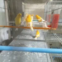 قناری جفت و تک