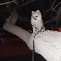 پامرانین نر اصیل ۷ ماهه، کاملاً سالم و خوش‌استایل