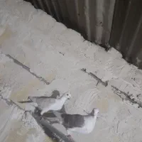 کفترپرشی و جفتگاه|پرنده|مشهد, امیرآباد|دیوار