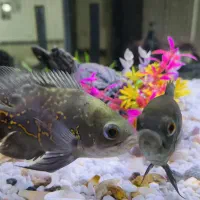 اکواریوم و ماهی|ماهی|یاسوج, |دیوار