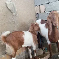 بز ماده آبستن به همراه کهره ماده حدود پنج ماهه|حیوانات مزرعه|نیک شهر, |دیوار