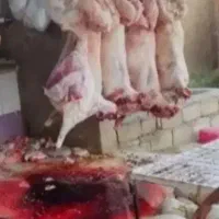 ذبح وقصاب گوسفند قربانی