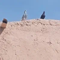 کفتر|پرنده|جوین, |دیوار